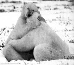Bear Hug