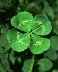 Four leaf clover