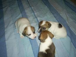 Mini Chiens