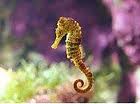 Hippocampe