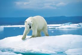 Ours Polaire