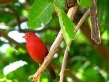 Oiseau