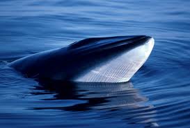 Baleine