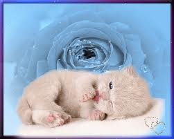 Minou Endormi