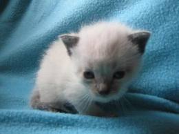 Petit Minou