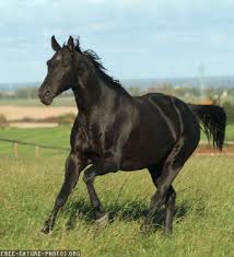 Cheval Noir