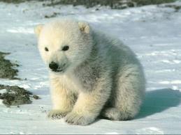 Bébé Ours Polaire