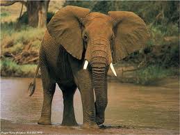 Élephant