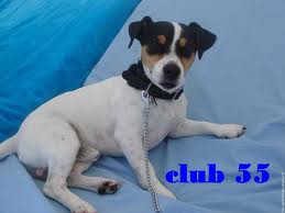 Jack Russel