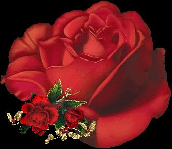 A Rose