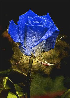 A Rose Blue
