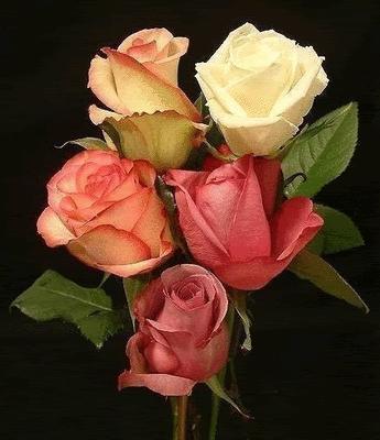 Bouquet of Roses