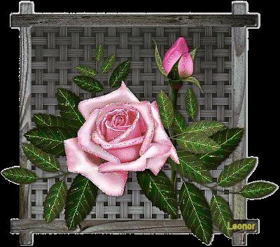 Pink Rose