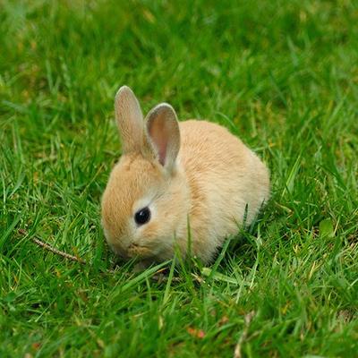 Bunny
