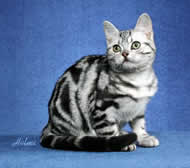 Kitten