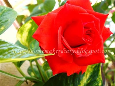 Rose