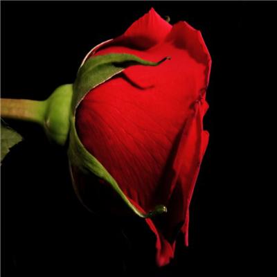Eternal Love
