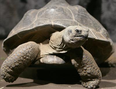tortoise