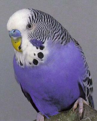 bird