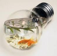 Fish in a lightbulb