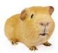 Guinea Pig