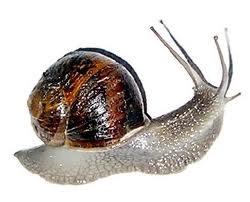 Snail