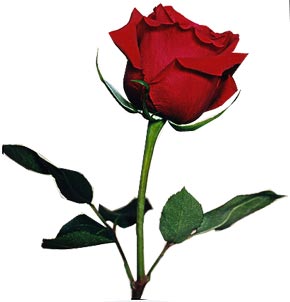 Love Rose