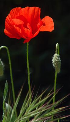 fleur