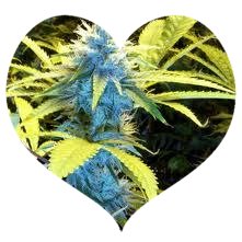 Blue Bud Heart