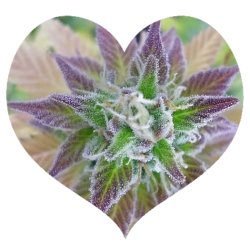 Sending Some Love Heart