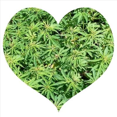 Harvest Heart