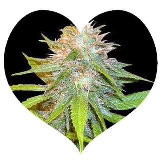 This buds 4 U Heart
