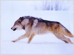 Run Run