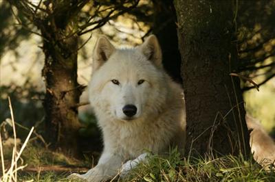 Forest Wolf