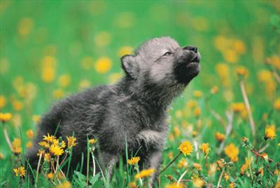 Woof