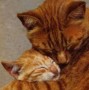 Purrrfect hug