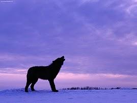 Howl to da Moon