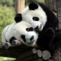 bear hug