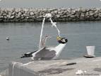 Tubgull