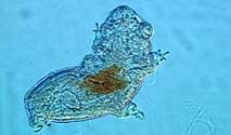tardigrad böceği