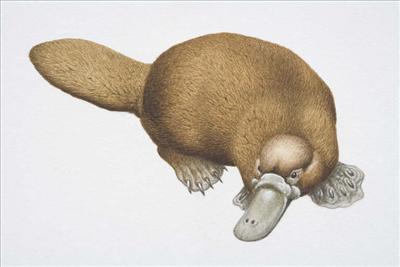 ornitorenk