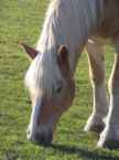 horse.