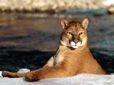 mountain lion.