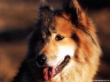 dog1.
