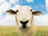 sheep.