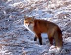 fox.