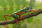 frog.