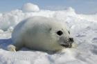 seal.