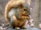 squirrel.