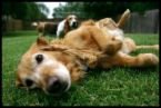 dog2.